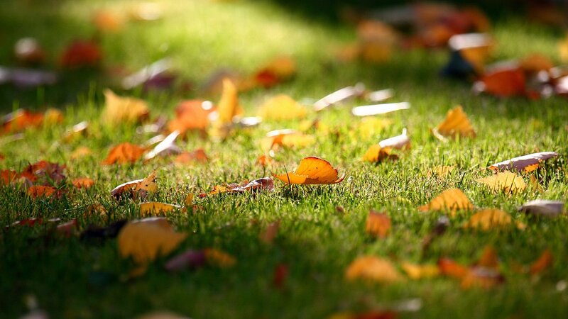 Autumn Leaves on Grass — Green