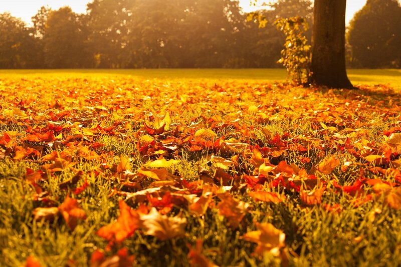 Autumn Leaves on Grass — Orange, Serene, Photograph, Tree