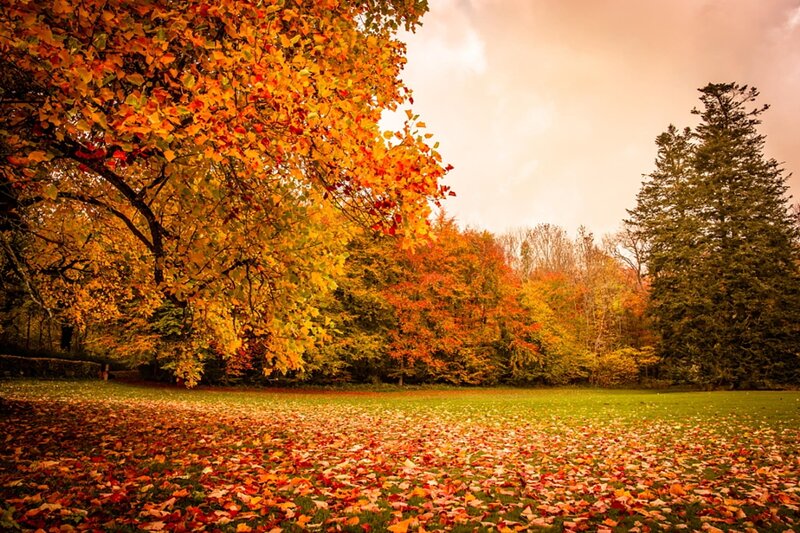 Autumn Leaves on Grass — Orange, Serene, Photograph, Trees, Fallen Leaves