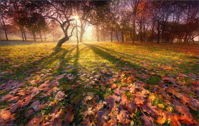 Autumn Leaves on Grass — Orange, Serene