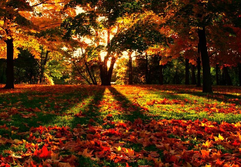 Autumn Leaves on Grass — Orange