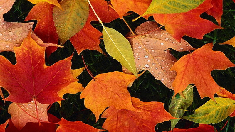 Autumn Leaves on Grass — Red, Calm