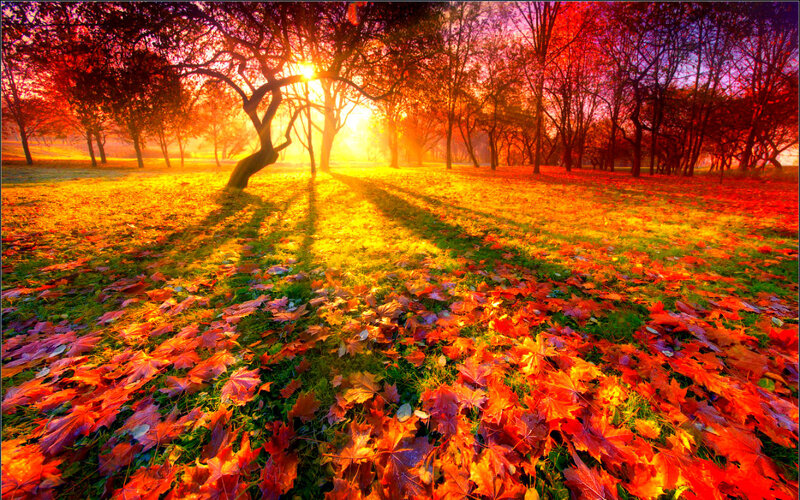 Autumn Leaves on Grass — Red, Serene, Photograph