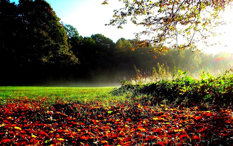 Autumn Leaves on Grass — Red, Serene