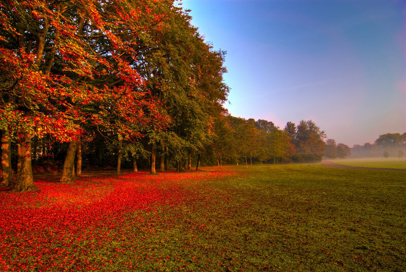 Autumn Leaves on Grass — Red