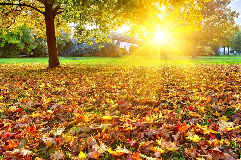 Autumn Leaves on Grass — Yellow, Serene