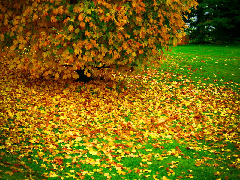 Autumn Leaves on Grass — Yellow