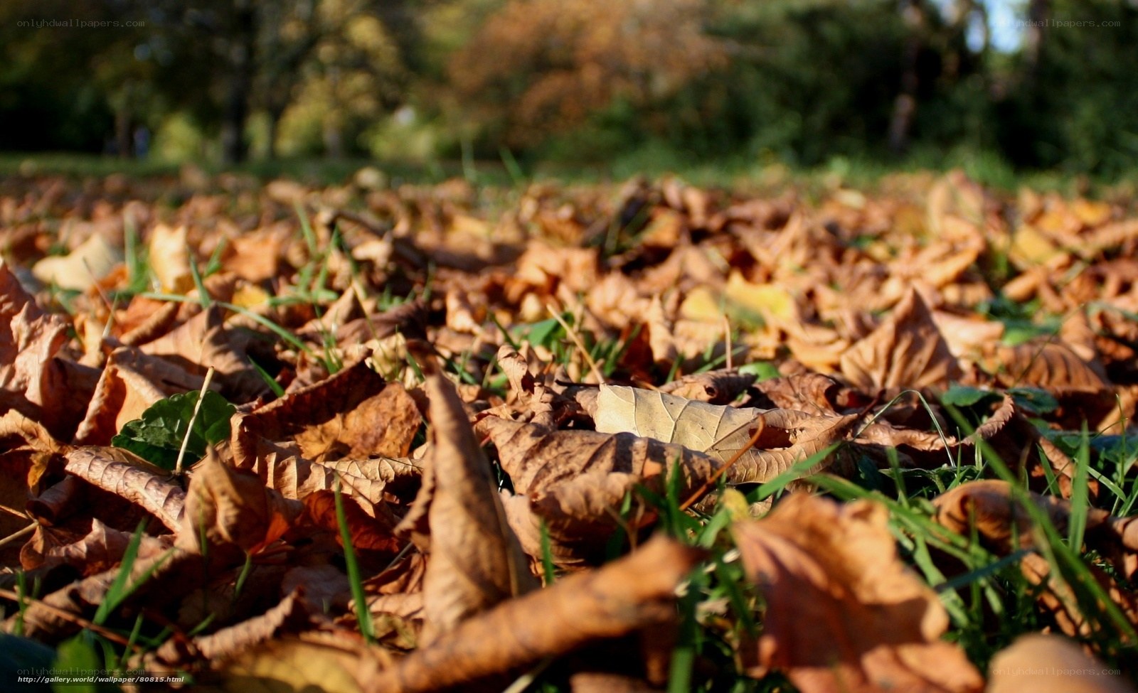 Autumn leaves on grass