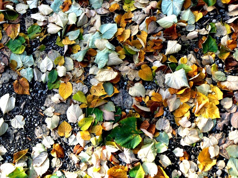 autumn leaves on gravel
