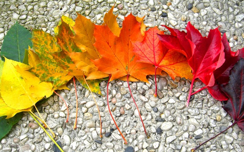 Autumn Leaves on Gravel — Red
