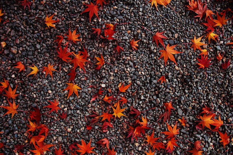 Autumn leaves on gravel