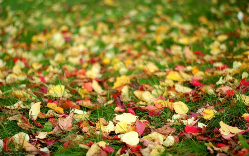 Autumn leaves on green grass