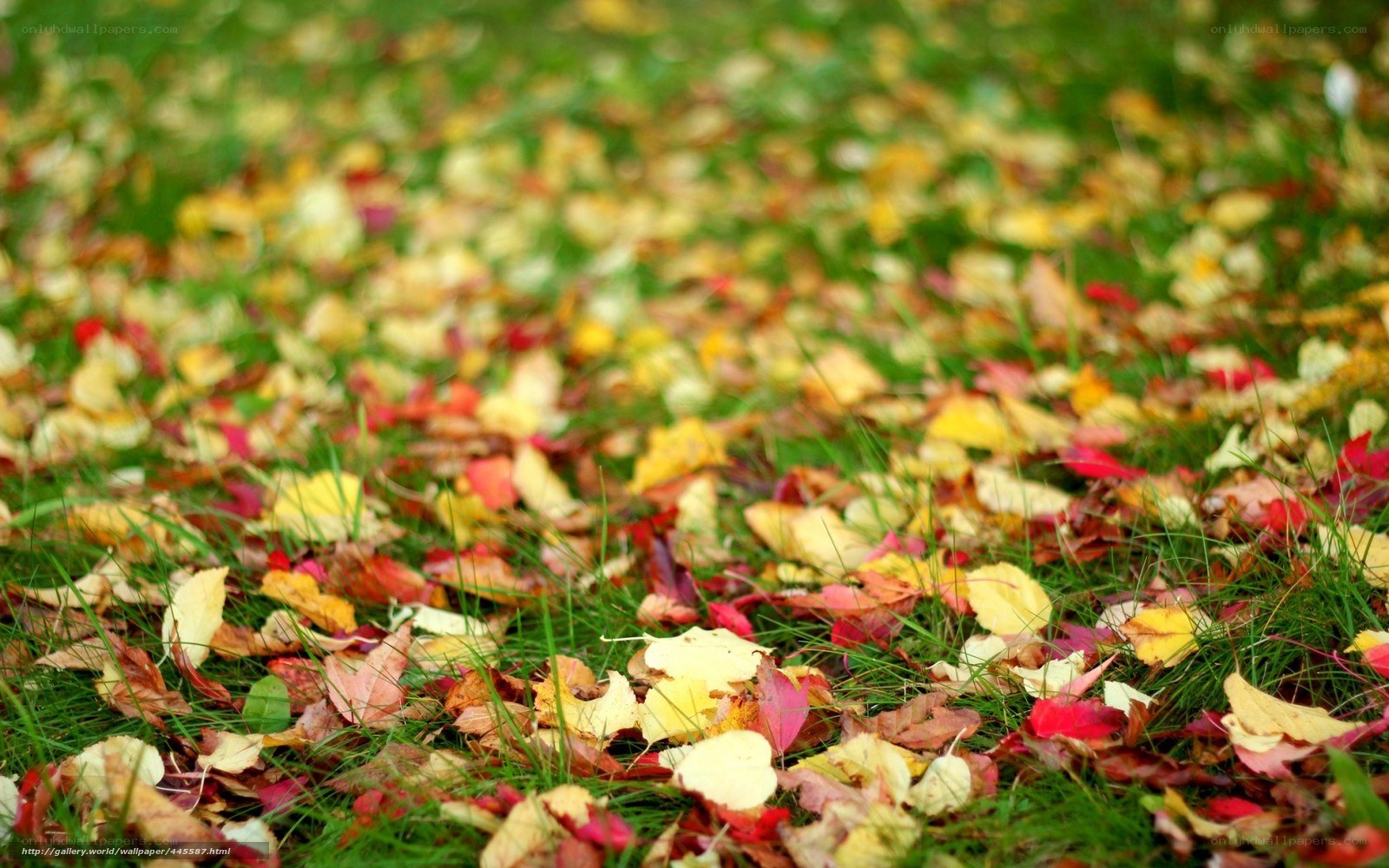 Autumn leaves on green grass