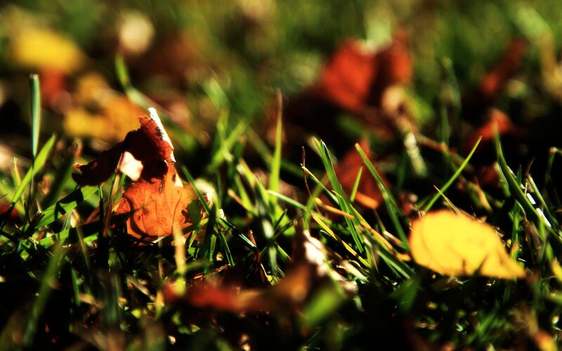 Autumn leaves on green grass