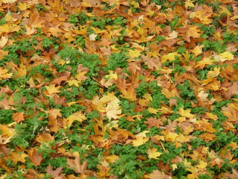 Autumn leaves on green grass