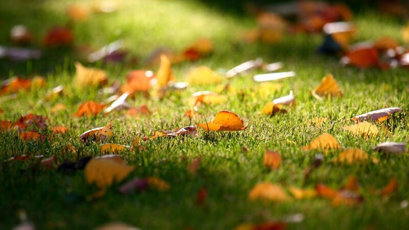 autumn leaves on green grass