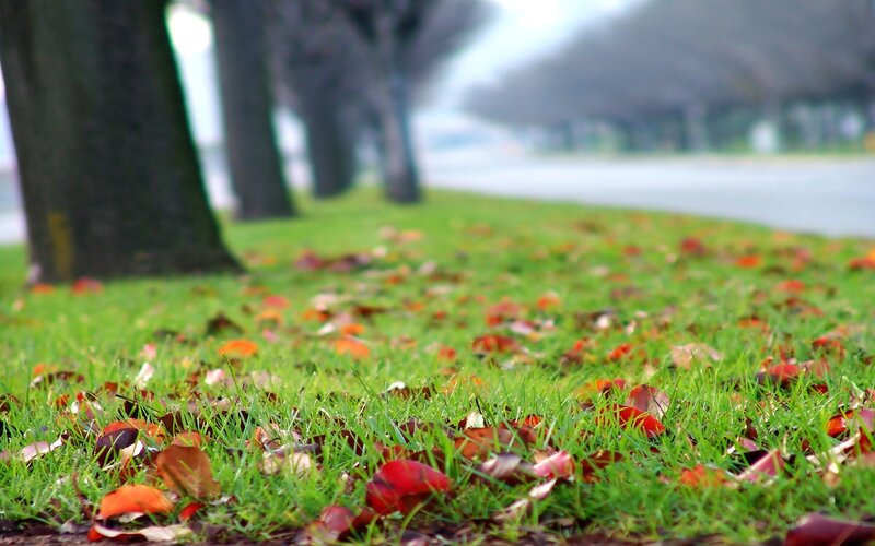 Autumn leaves on green grass