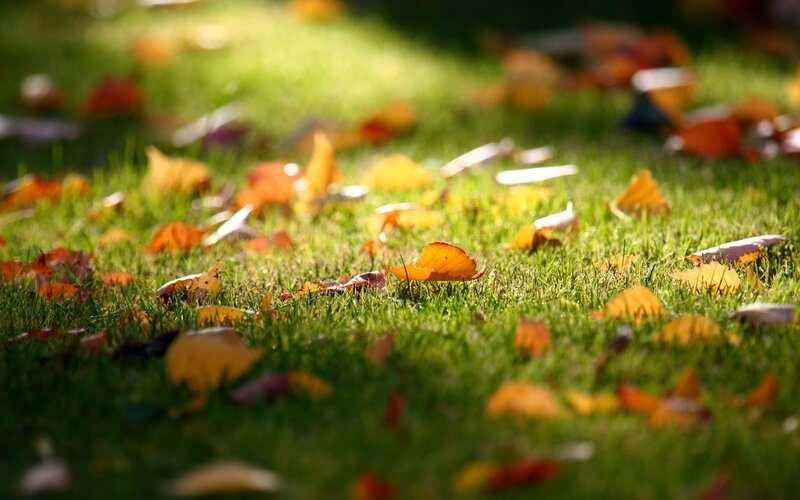 Autumn leaves on green grass