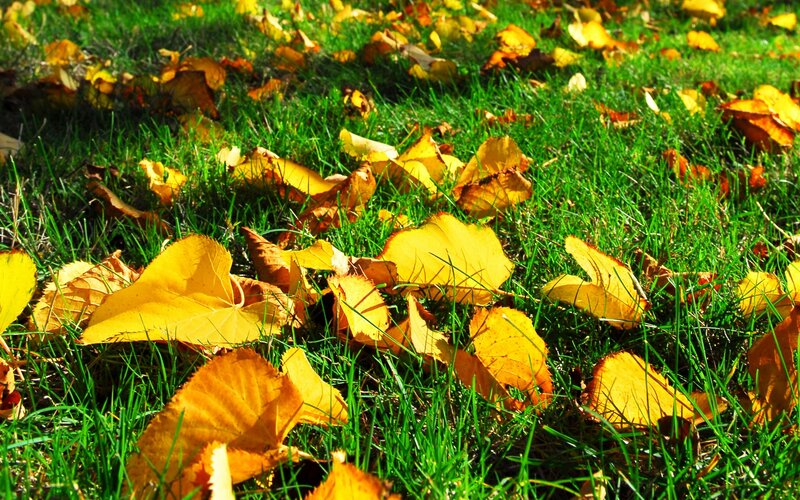 Autumn leaves on green grass