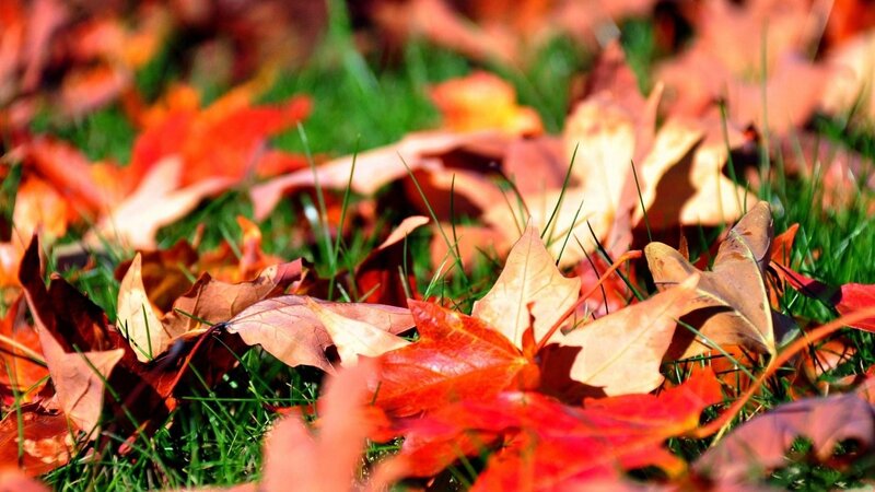 autumn leaves on green grass