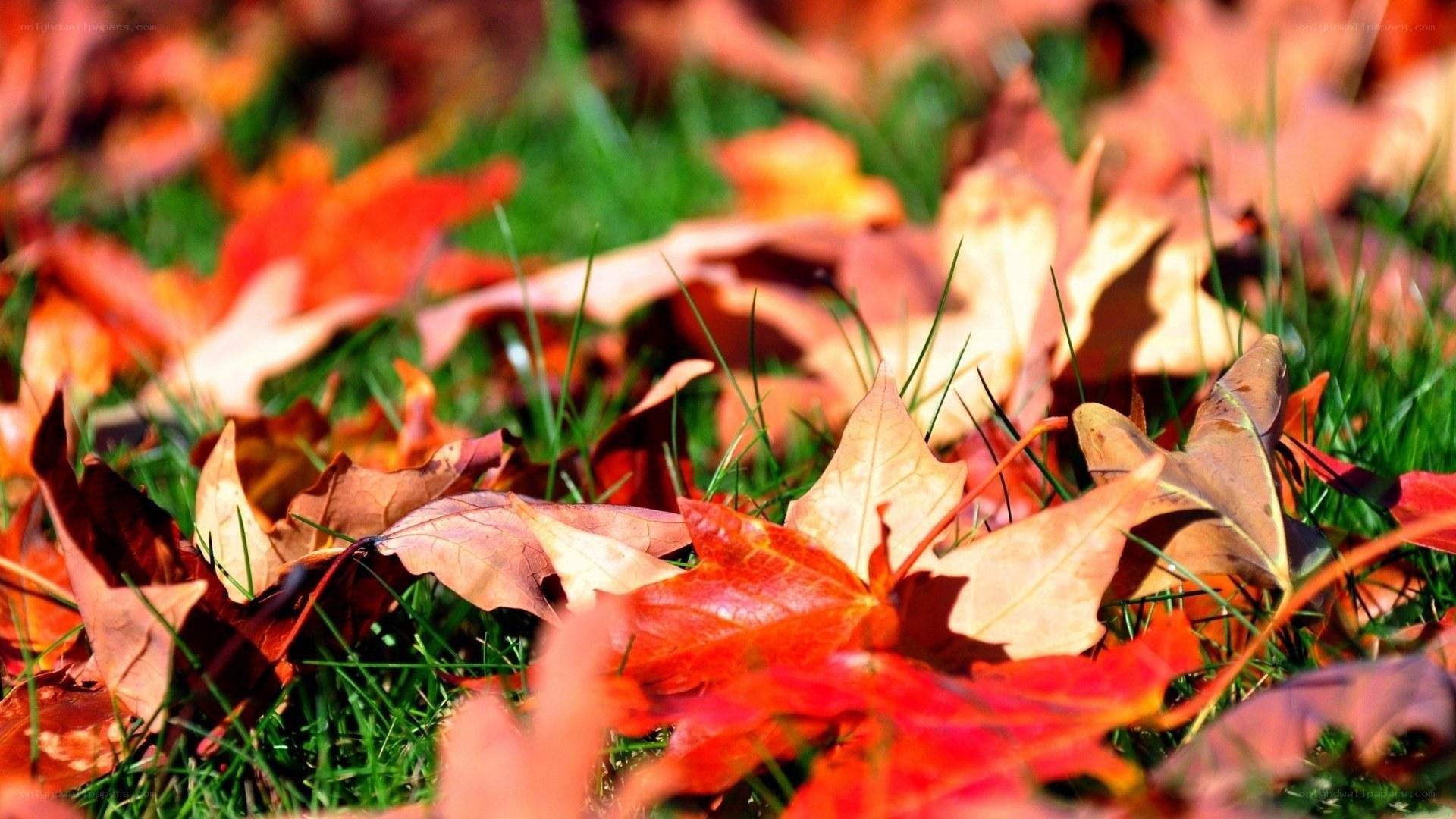 autumn leaves on green grass