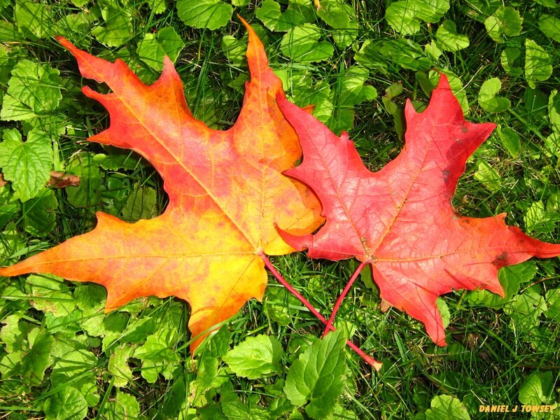 Autumn leaves on green grass