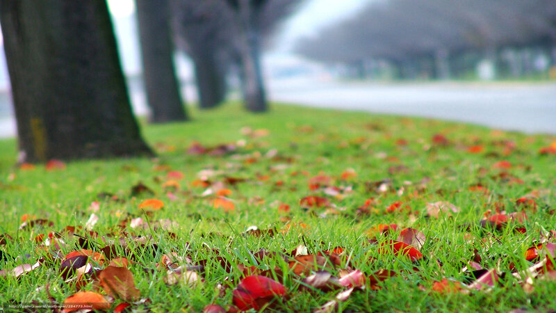 Autumn leaves on green grass