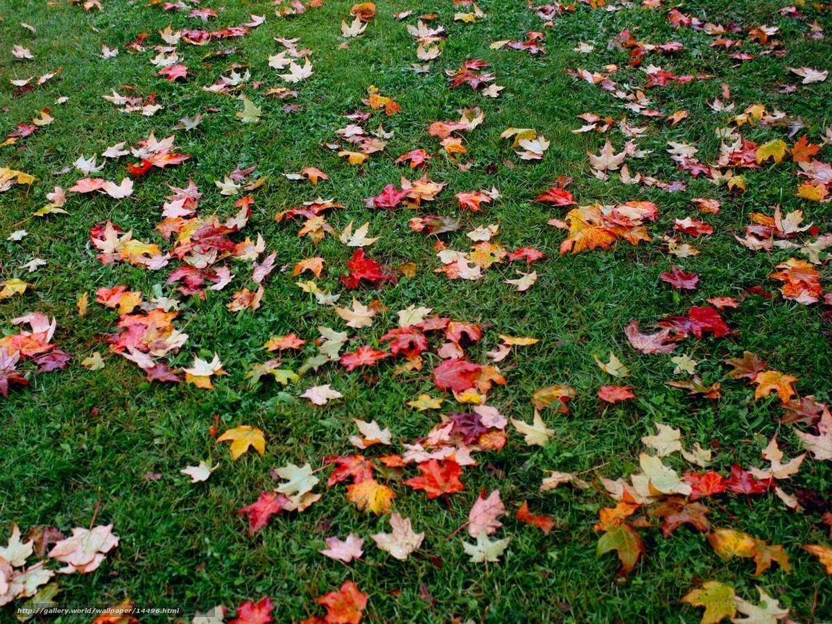 Autumn leaves on green grass