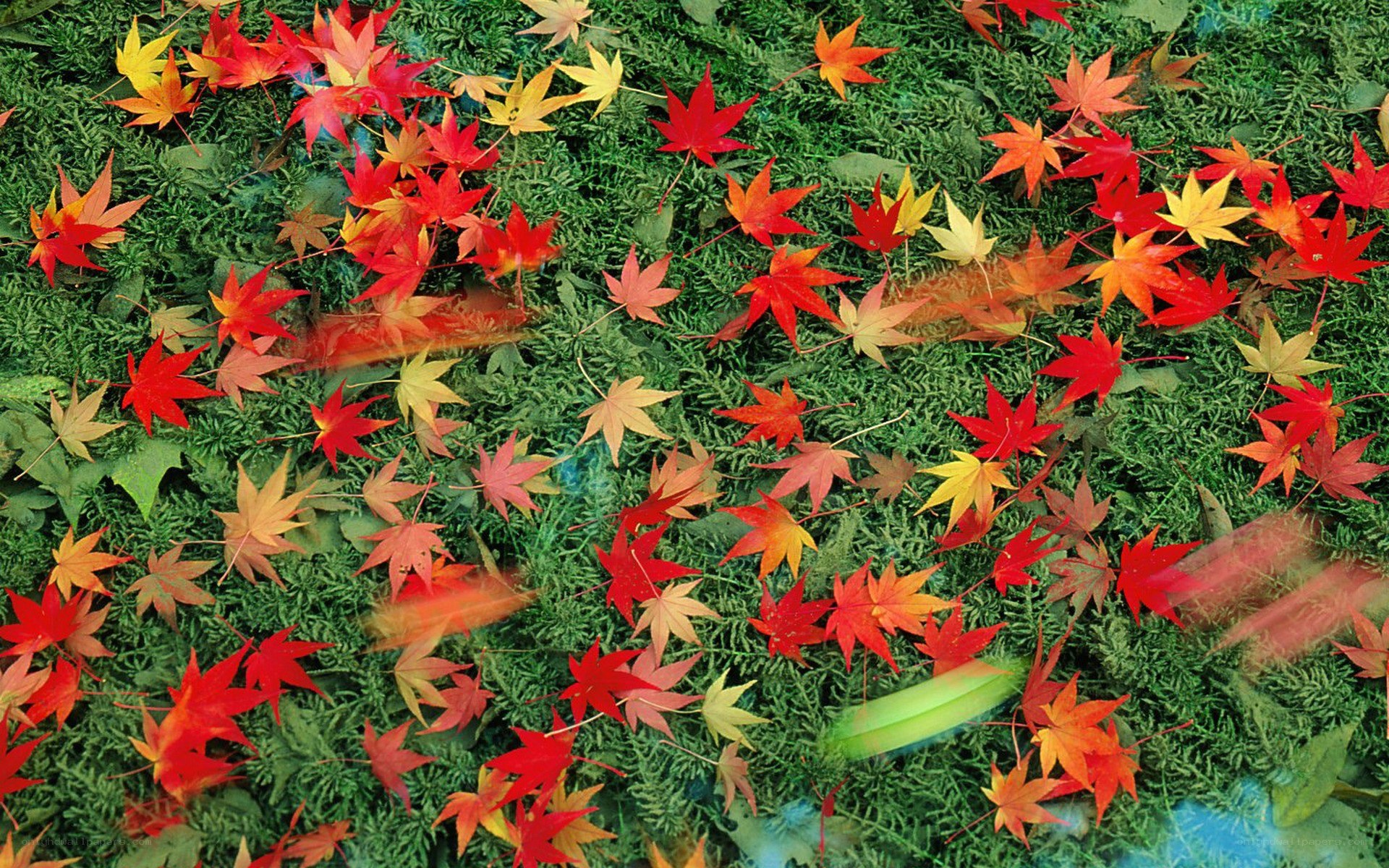 Autumn leaves on green moss
