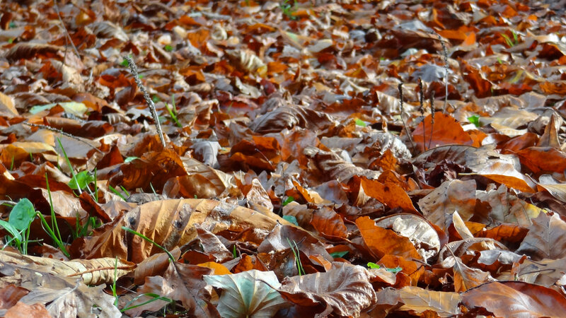 Autumn Leaves on Ground — Brown, Calm