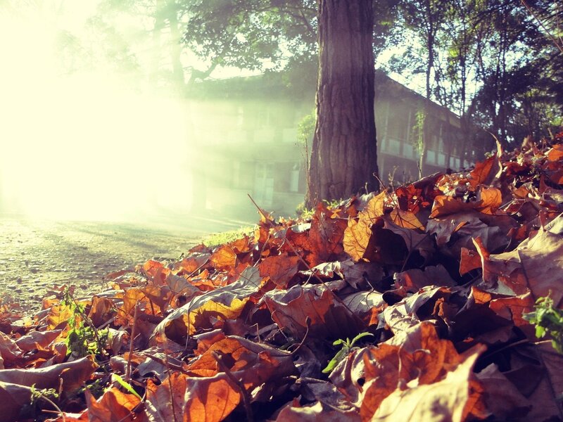 Autumn Leaves on Ground — Brown, Serene