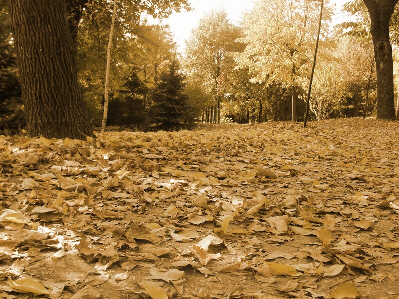 Autumn Leaves on Ground — Brown