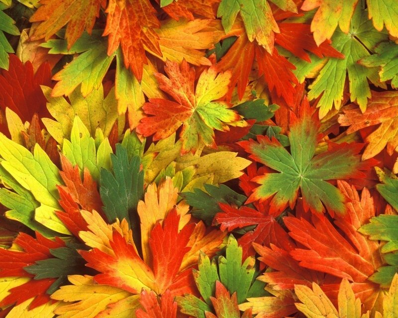Autumn Leaves on Ground — Colorful, Photograph