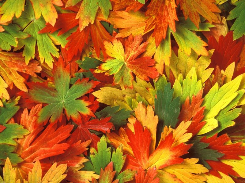 Autumn Leaves on Ground — Colorful