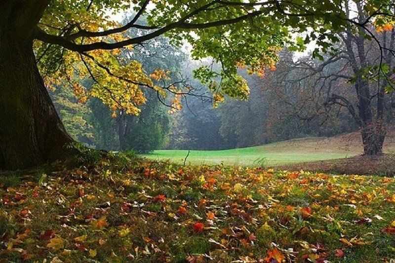 Autumn Leaves on Ground — Green, Serene