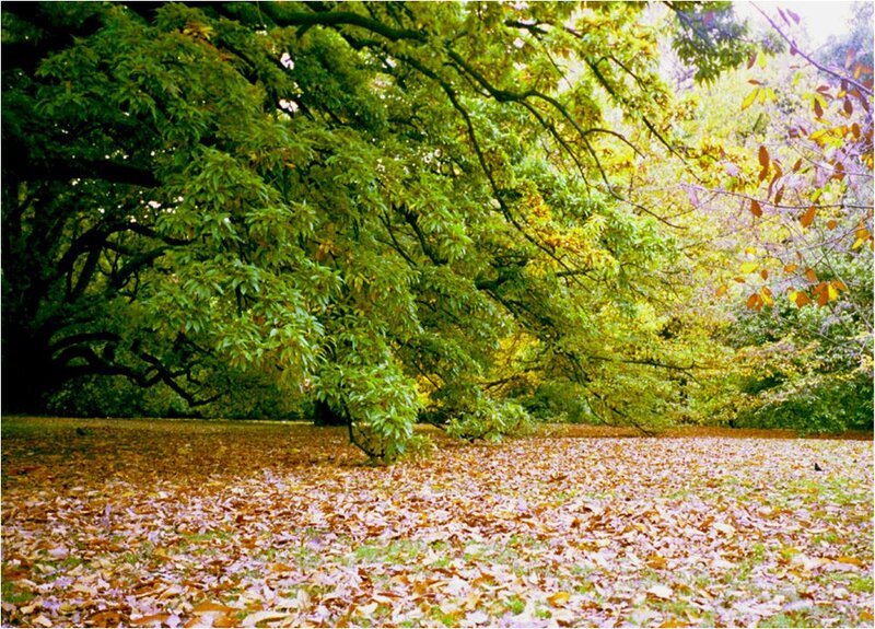 Autumn Leaves on Ground — Green