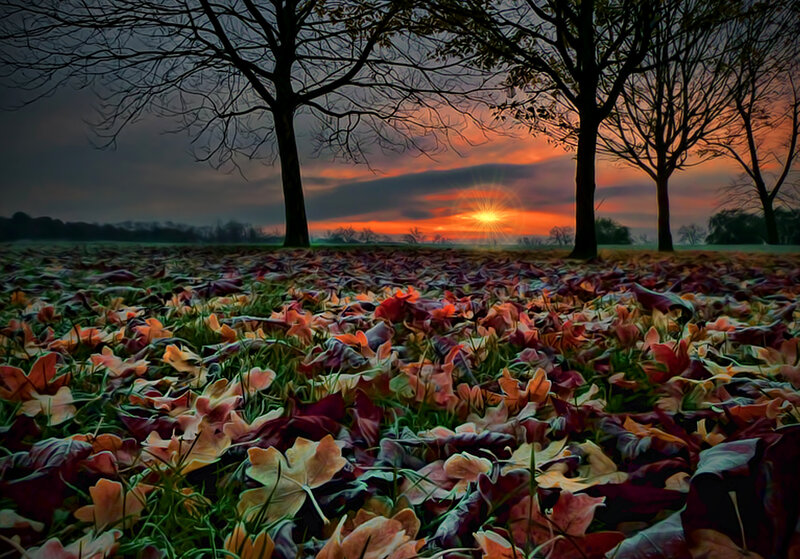 Autumn Leaves on Ground — Orange, Dramatic