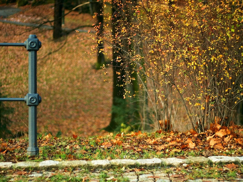Autumn Leaves on Ground — Orange, Serene, Photograph, Bush