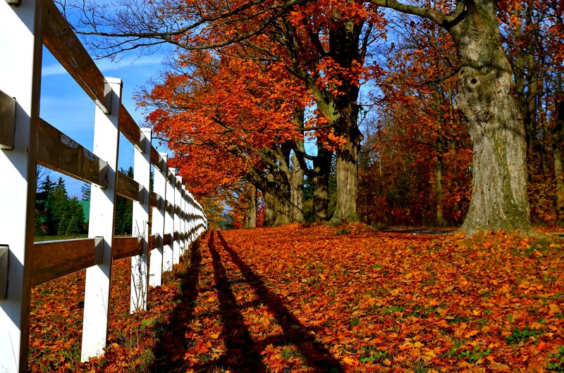 Autumn Leaves on Ground — Orange, Serene, Photograph, Fence