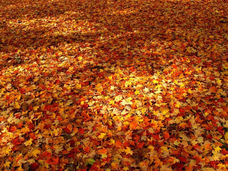 Autumn Leaves on Ground — Orange, Serene, Photograph, Sunlight, Yellow