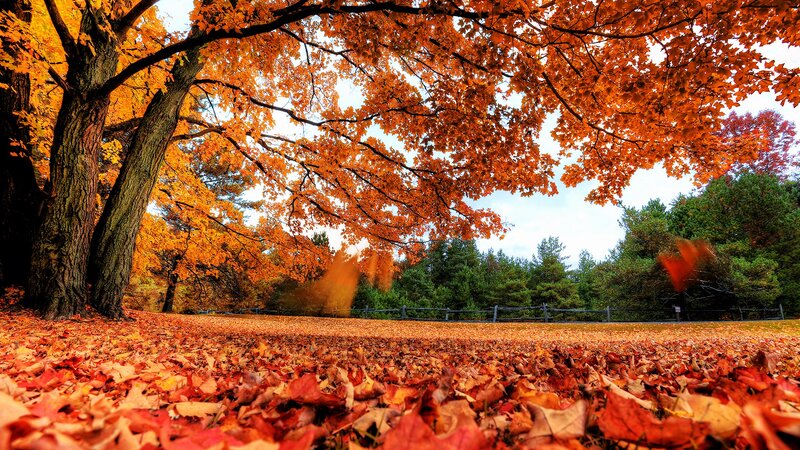 Autumn Leaves on Ground — Orange, Serene, Photograph, Tree, Fallen Leaves