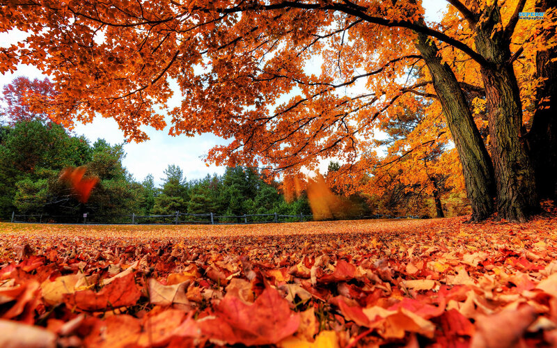 Autumn Leaves on Ground — Orange, Serene, Photograph, Tree, Fence, Forest