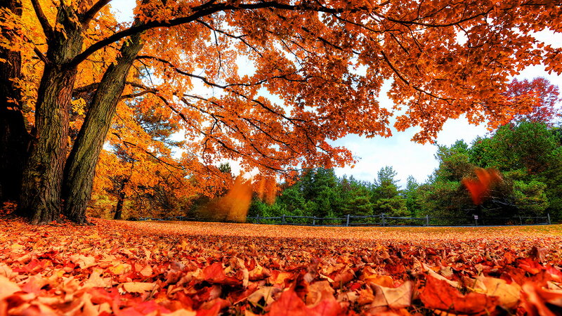 Autumn Leaves on Ground — Orange, Serene, Photograph, Tree, Fence, Sky