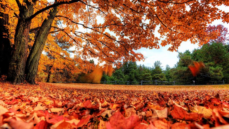 Autumn Leaves on Ground — Orange, Serene, Photograph, Tree, Fence