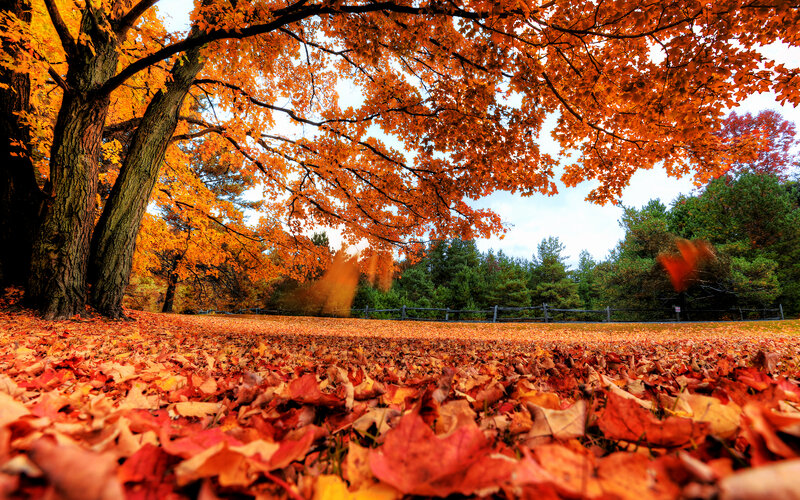 Autumn Leaves on Ground — Orange, Serene, Photograph, Tree