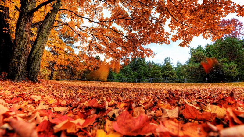 Autumn Leaves on Ground — Orange, Serene, Photograph, Trees, Fallen Leaves
