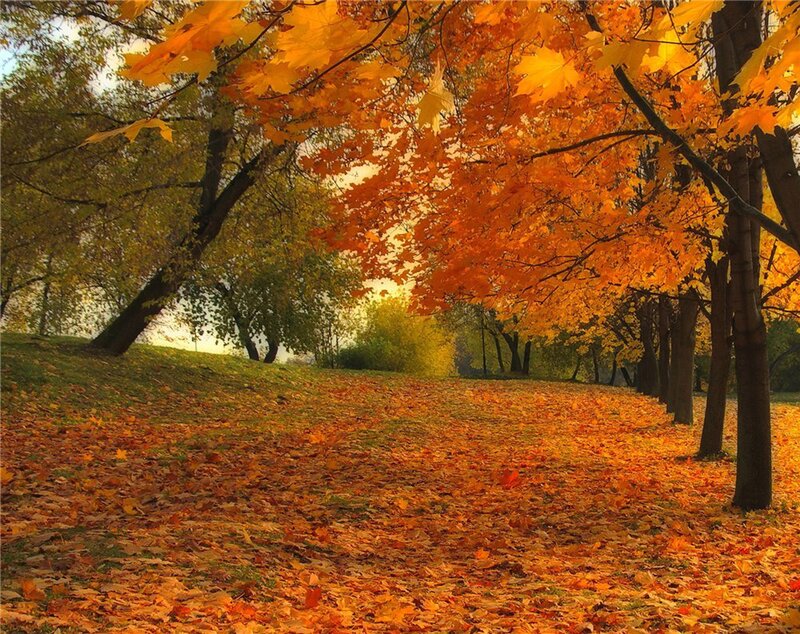 Autumn Leaves on Ground — Orange, Serene, Photograph, Trees, Hill