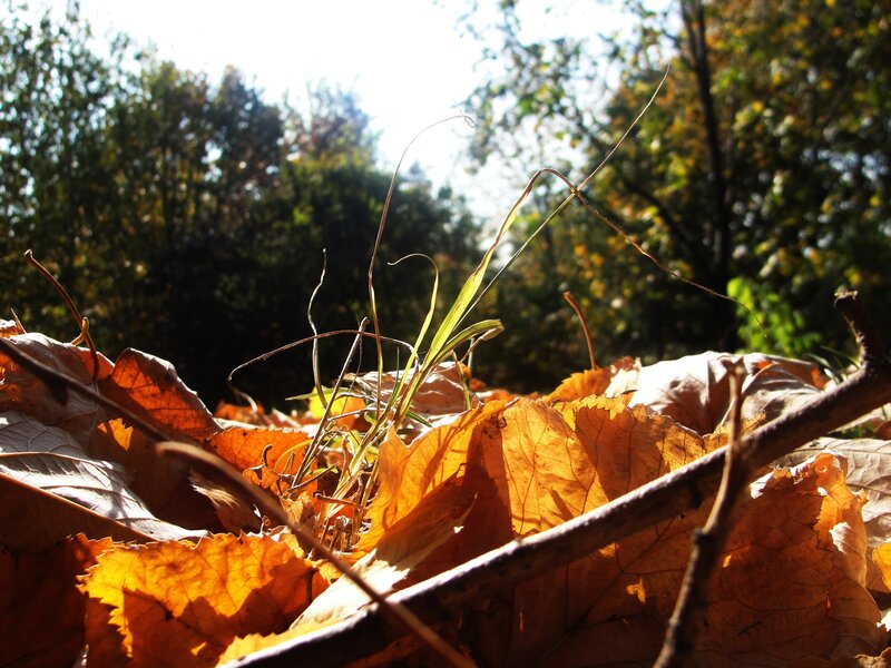 Autumn Leaves on Ground — Orange, Serene
