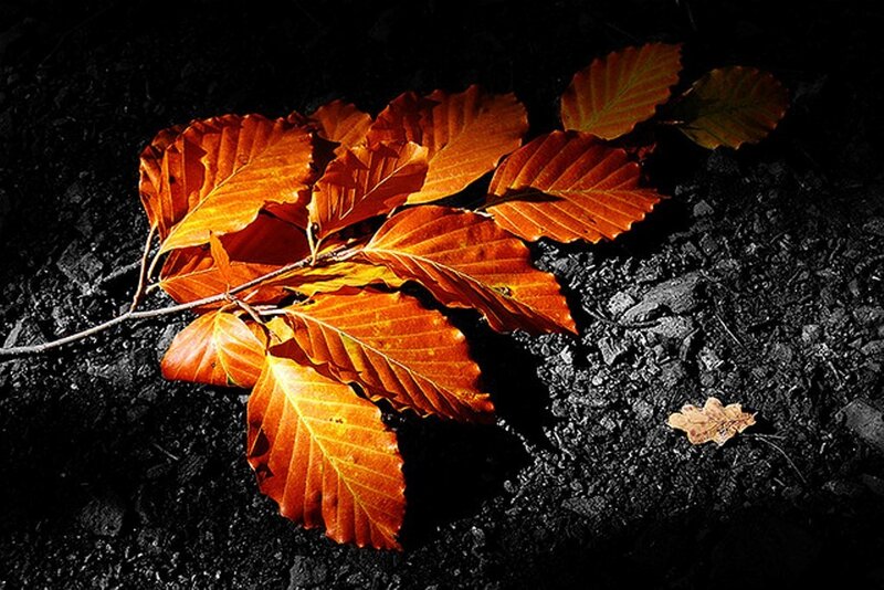 Autumn Leaves on Ground — Orange
