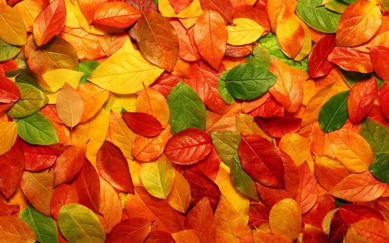 Autumn Leaves on Ground — Orange, Vibrant